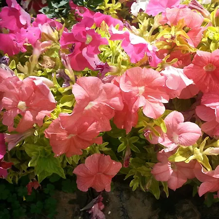 호텔 메리트 레프코사 호텔&카지노 5*